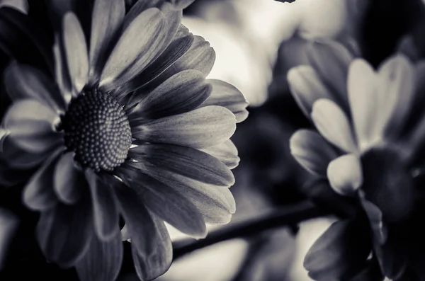 Flor de crisantemo monocromo —  Fotos de Stock