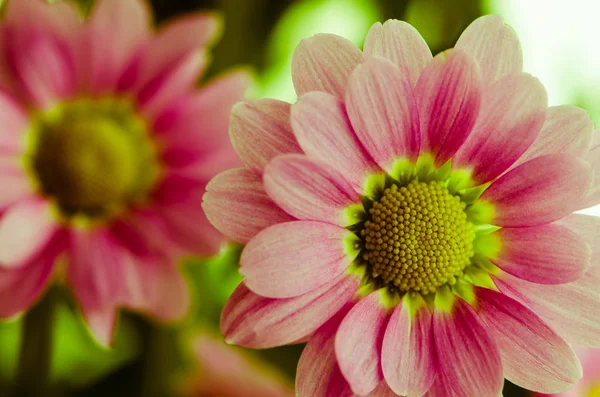 Rózsaszín krizantém virág — Stock Fotó