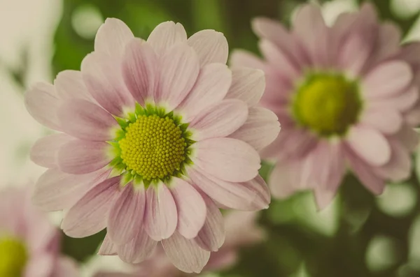 분홍빛 국화 꽃 — 스톡 사진
