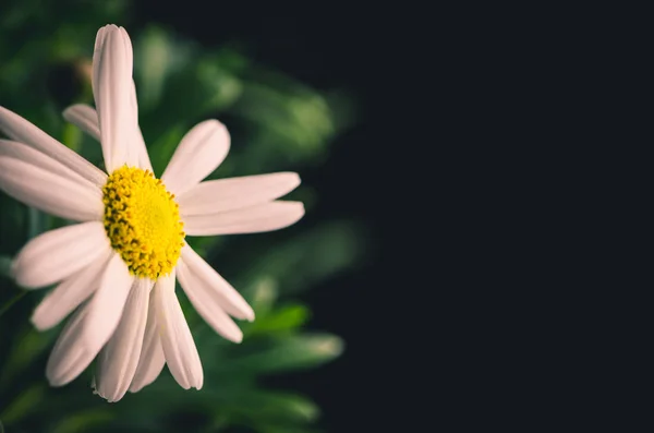 Flor de crisantemo blanco —  Fotos de Stock