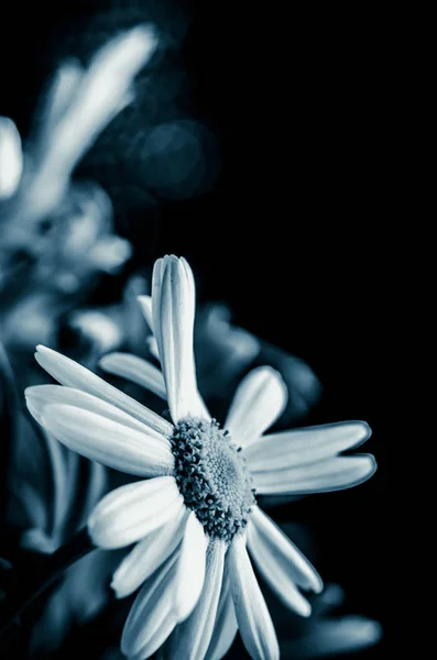 Çiçek cenaze kavramı — Stok fotoğraf