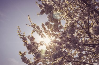 ilkbaharda çiçek açması ağaç