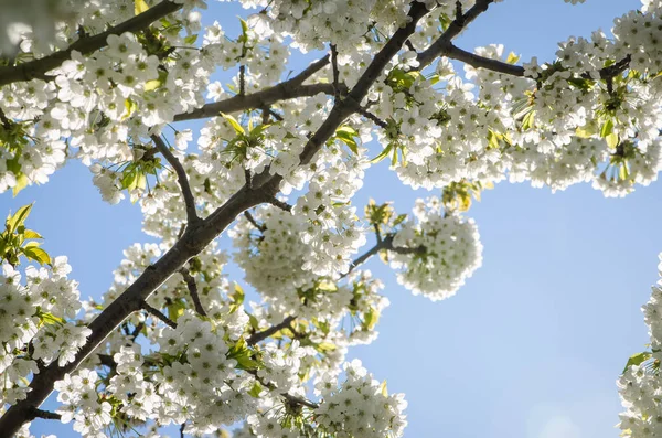 Virágzó cseresznye fa — Stock Fotó