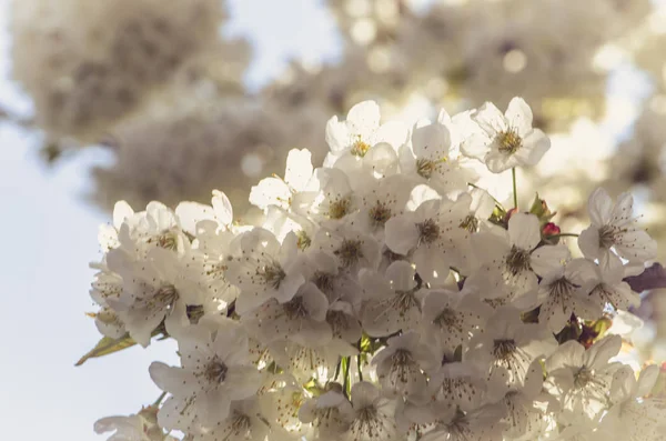 Albero da frutto bianco in fiore — Foto Stock