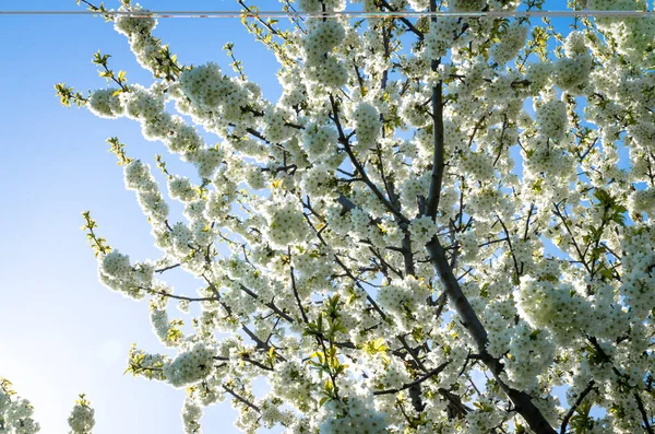 Весной цветут деревья. — стоковое фото