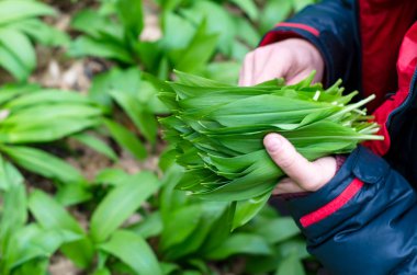 yabani sarımsak hasadı