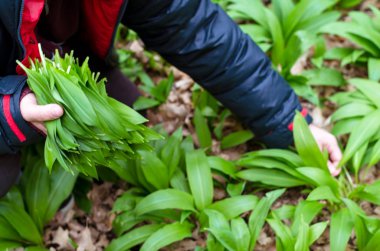 yabani sarımsak hasadı