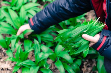 yabani sarımsak hasadı