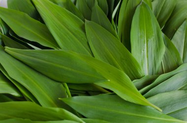 yabani sarımsak yaprakları