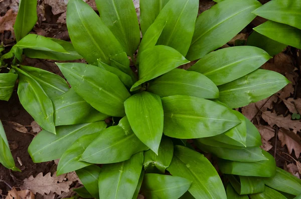 Hojas de ajo silvestre — Foto de Stock