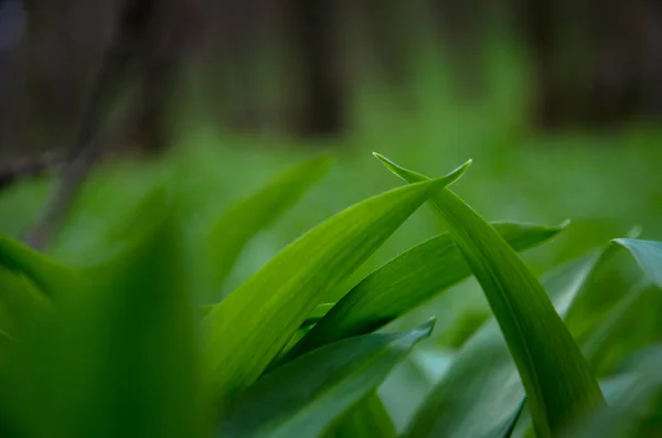 Wild garlic leaves — Stock Photo, Image