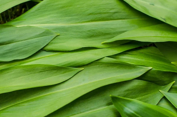 Hojas de ajo silvestre — Foto de Stock