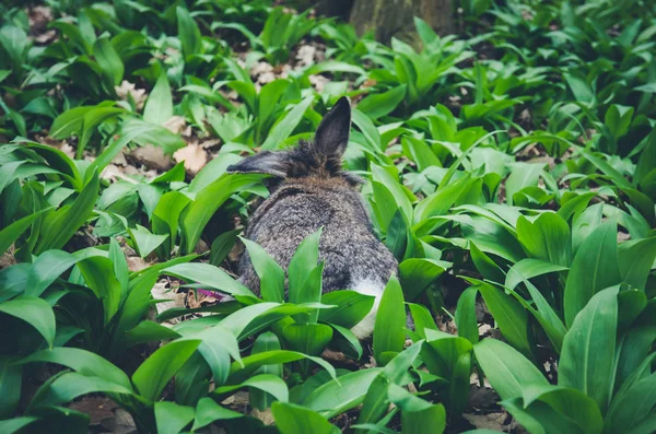中野蒜叶兔 — 图库照片