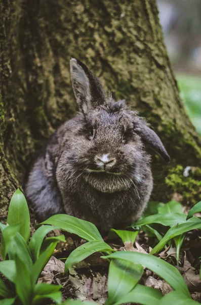 Králík v lese na jaře — Stock fotografie