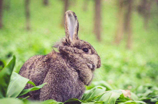 Rabbit in spring forest — Stock Photo, Image