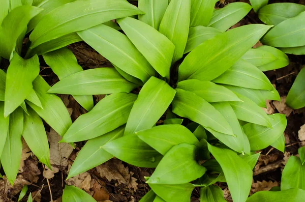 Hojas de ajo silvestre — Foto de Stock