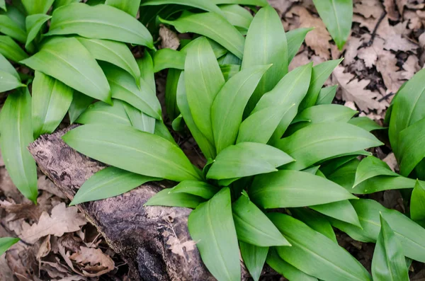 Wild knoflook bladeren — Stockfoto