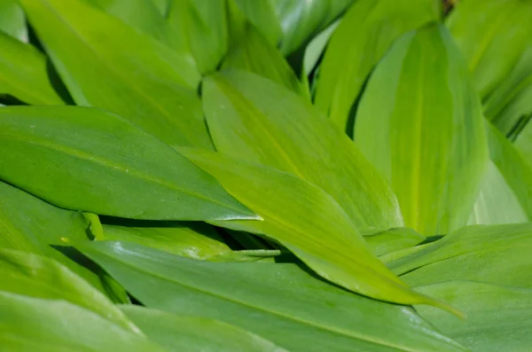 야생 마늘 잎 — 스톡 사진