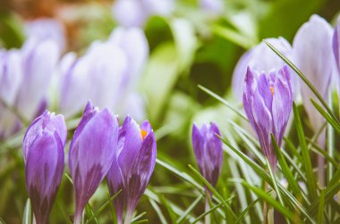 pembe çiğdem çiçek