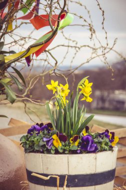 Mutlu Paskalya narcussis çiçek