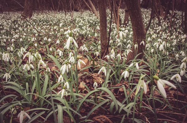 Queda de neve na floresta — Fotografia de Stock