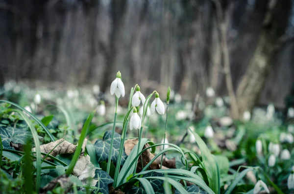 Sneeuwklokje — Stockfoto