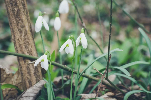 Snowdrop — Stock Photo, Image