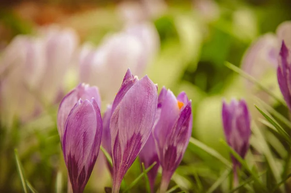 Фиолетовый цветок крокуса — стоковое фото