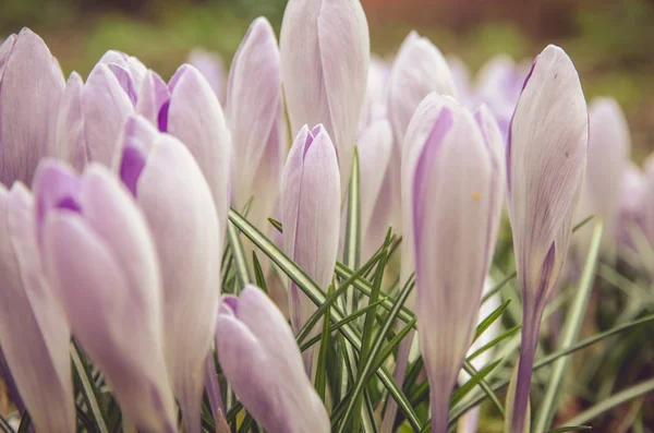 Jarní květina — Stock fotografie