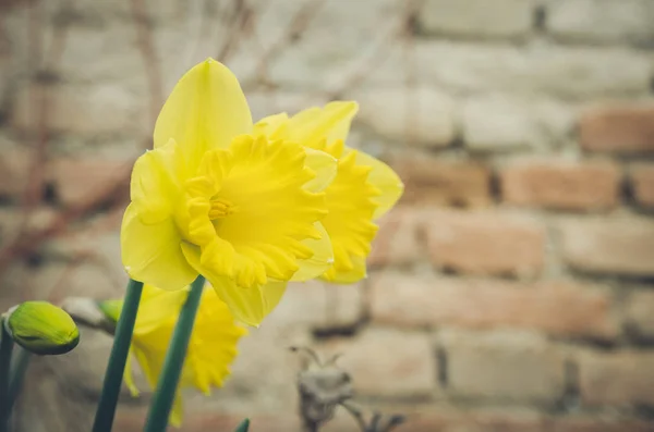 Jaune fleur de jonquille — Photo