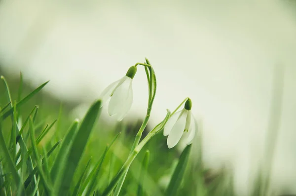 Snödroppe i gräs — Stockfoto