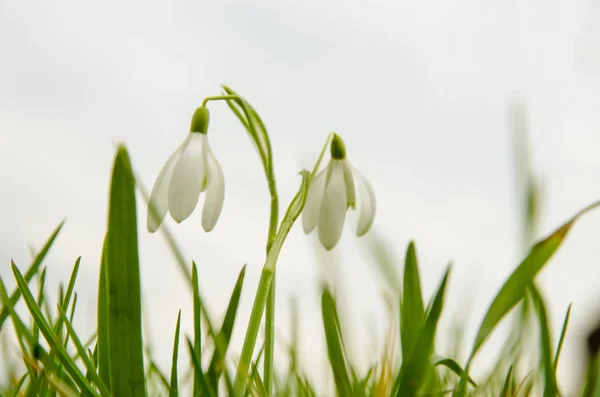 Two snowdrops — Stock Photo, Image