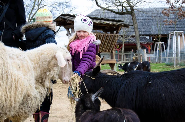 Little child feeding animals — Stock Photo, Image