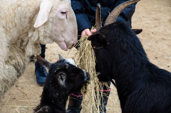 Çiftlikte keçileri besliyorlar. — Stok fotoğraf