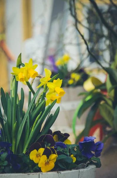Счастливый пасхальный цветок — стоковое фото