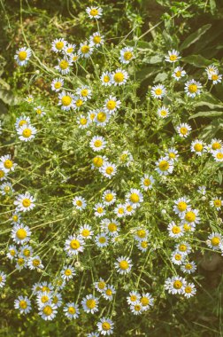 çiçek açması papatya çiçek