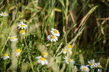 Papatya çiçek şifa