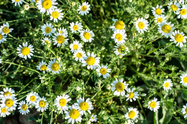 Blossoming chamomile flower — Stock Photo, Image