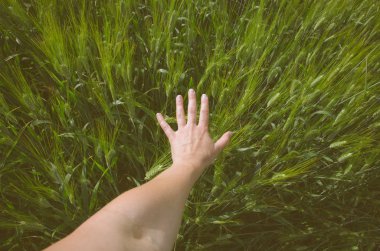 Çavdar alanında el