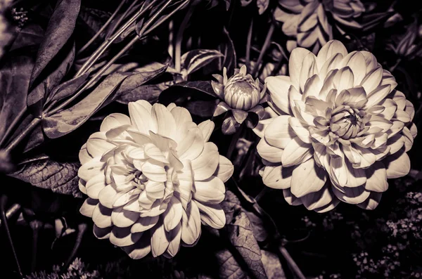 Fleur gerber blanche — Photo