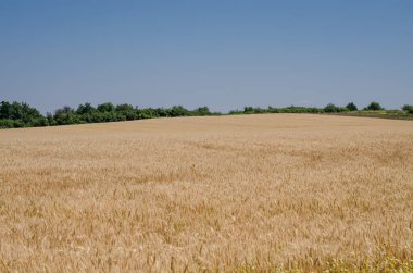 Yazın buğday tarlası