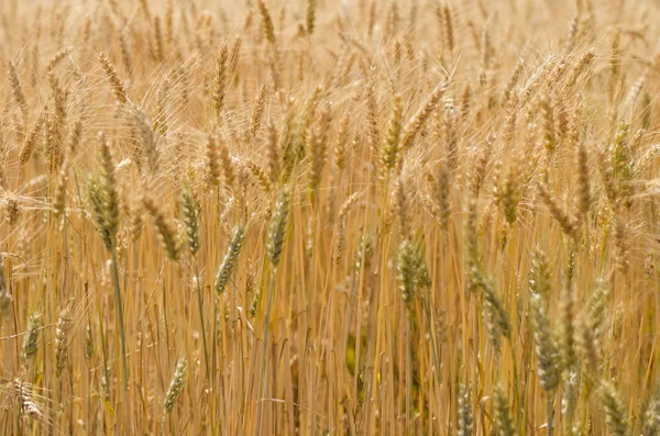 Weizenfeld im Sommer — Stockfoto