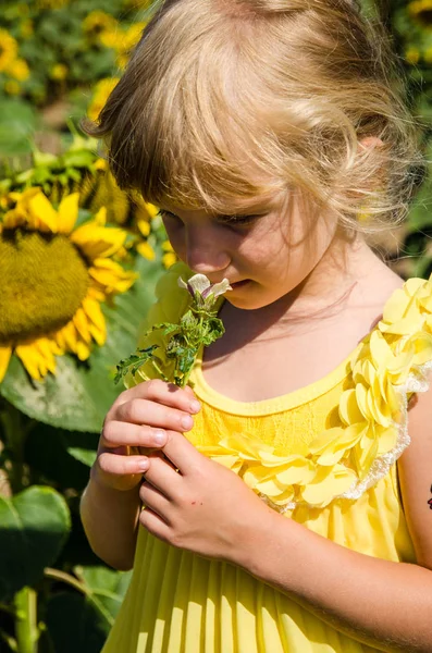 Niño en el campo de girasol —  Fotos de Stock