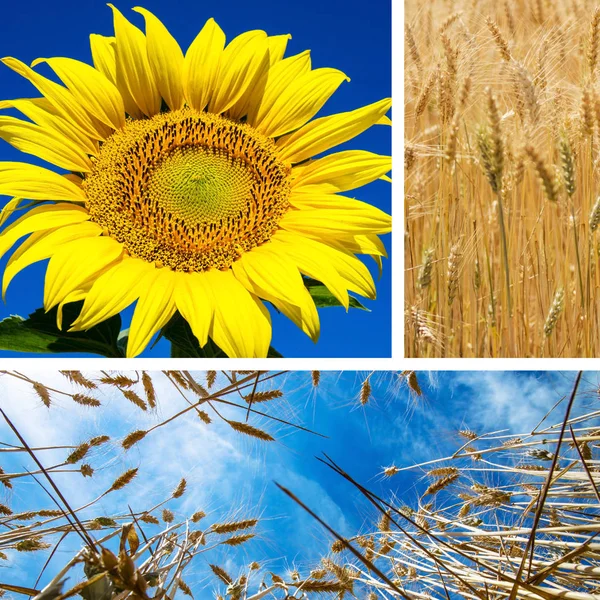 Girl and sunflower collage Stock Image