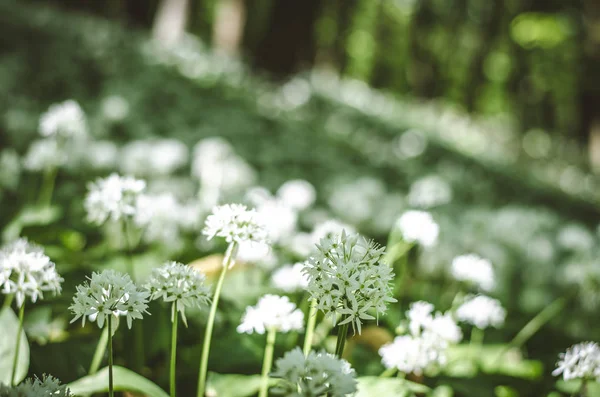 Bílé Květy Česneku Lese — Stock fotografie