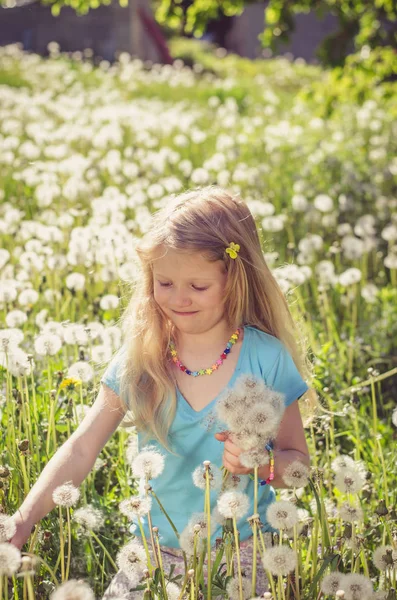与长长的金发 坐在白色的蒲公英草地可爱可爱的小女孩 — 图库照片