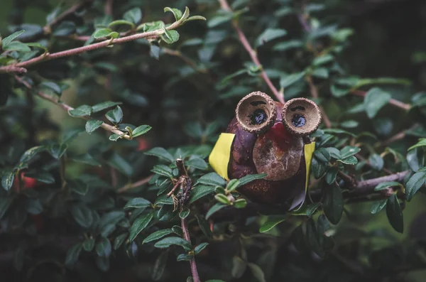 Uil figuur gemaakt van kastanje fruit — Stockfoto