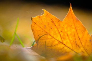 renkli sonbahar yaprak detay