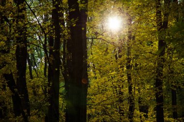 renkli sonbahar Ağaçlar Sonbahar Park