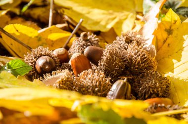 direk ve sonbahar yaprakları